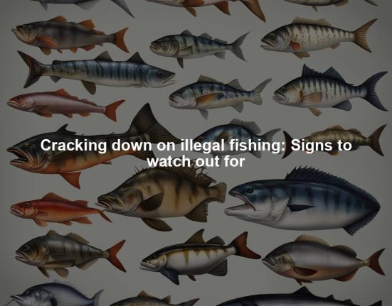 Cracking down on illegal fishing: Signs to watch out for